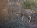 MGT Mule Deer