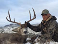 MGT Mule Deer