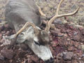 MGT Mule Deer