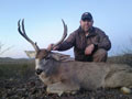 MGT Mule Deer