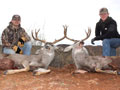 MGT Mule Deer