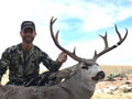 MGT Mule Deer