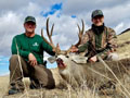 MGT Mule Deer