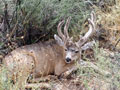 MGT Mule Deer