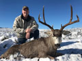 MGT Mule Deer