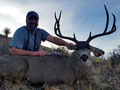 MGT Mule Deer