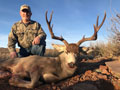 MGT Mule Deer