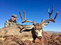 MGT Mule Deer