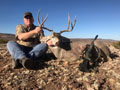 MGT Mule Deer