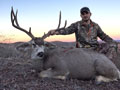 MGT Mule Deer