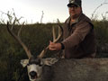 MGT Mule Deer