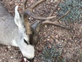 MGT Mule Deer