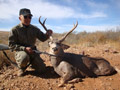 MGT Mule Deer