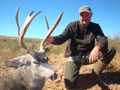 MGT Mule Deer