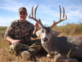 MGT Mule Deer