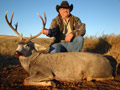 MGT Mule Deer