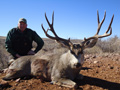 Mule Deer