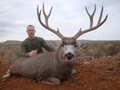 Mule Deer