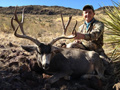 Mule Deer