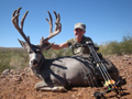 Mule Deer