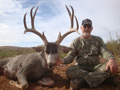 Mule Deer