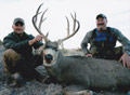 Mule Deer