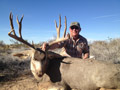 Mule Deer