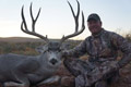 Mule Deer