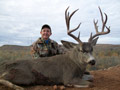 Mule Deer