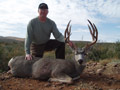 Mule Deer