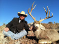 Mule Deer