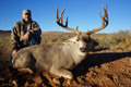 Mule Deer