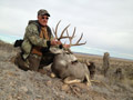 Mule Deer