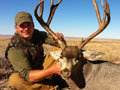 Mule Deer