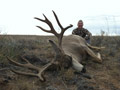 Mule Deer