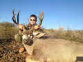 Mule Deer