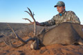 Mule Deer