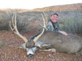 Mule Deer