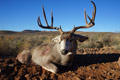 Mule Deer