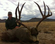 Mule Deer