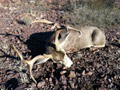 Mule Deer