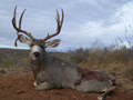 Mule Deer