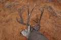 Mule Deer