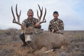 Mule Deer