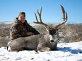 Mule Deer