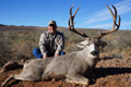 Mule Deer