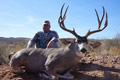 Mule Deer