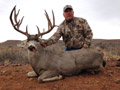 Mule Deer