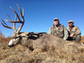 Mule Deer