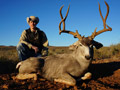 Mule Deer